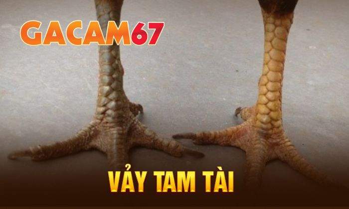Giới thiệu về vảy Tam Tài Giới thiệu về vảy Tam Tài