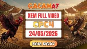 Xem Video Đá Gà CPC4 24/5/2026 tại GACAM67